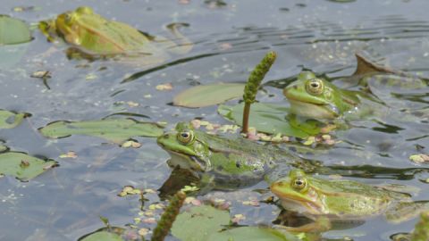 Wasserfrosch - Ein Kleiner wird 2023 ganz groß