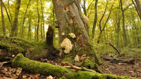 Weltnaturerbe - Alte Buchenwälder Deutschlands im Müritz-Nationalpark