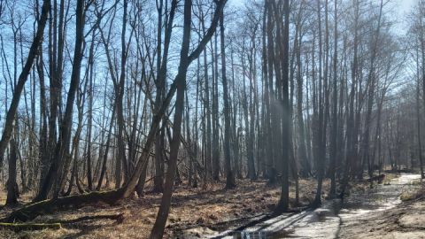 Wiedervernässung Bullowsee