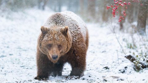 Ferien-Erlebnistage im Bärenwald Müritz