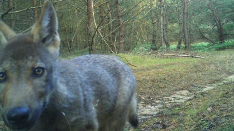 Wolfswelpe im Müritz-Nationalpark