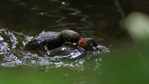 Zwergtaucher bei der Paarung