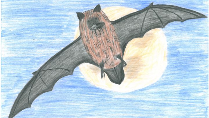 Fledermaus Zeichnung