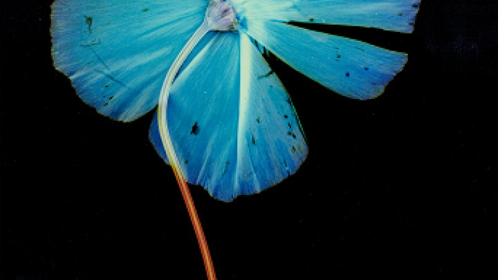 Kalifornischer Mohn