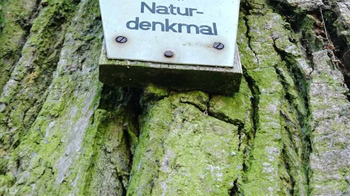 Naturdenkmalschild an einer Eiche