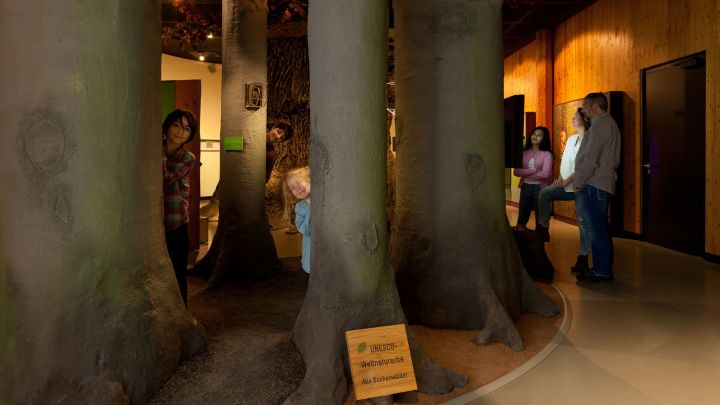 Naturerlebnis-Buchenwald-Müritzeum