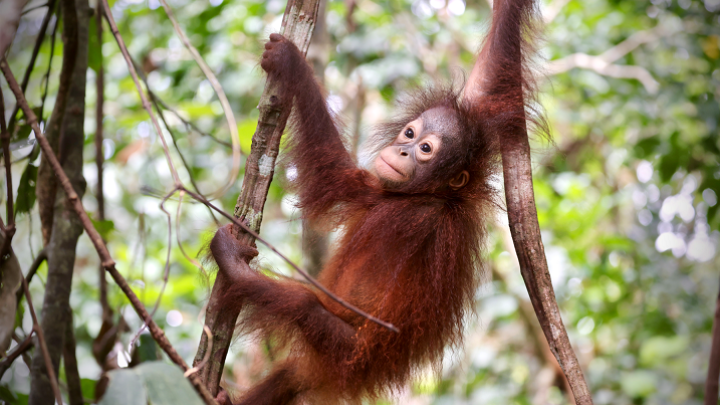 Orang-Utans – Die unbekannten Menschenaffen (Regie: Jens Westphalen, Thoralf Grospitz) – Bester Film in der Kategorie „Wildnis Natur“