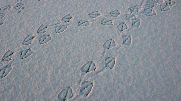 Ein Schwan hinterließ Spuren im Schnee